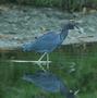 Little Blue Heron