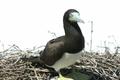 Brown Booby