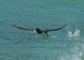 Brown Booby