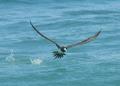 Brown Booby