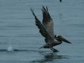 Brown Pelican