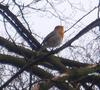 European Robin