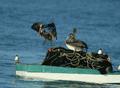 Brown Pelican