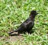 Carib Grackle