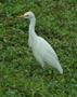 Cattle Egret