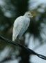 Cattle Egret