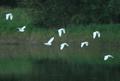 Cattle Egret