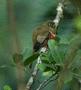 Collared Trogon