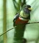 Collared Trogon