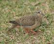 Eared Dove