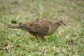 Eared Dove