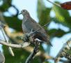 Eared Dove