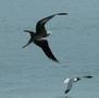 Magnificent Frigatebird