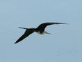 Magnificent Frigatebird