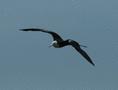 Magnificent Frigatebird