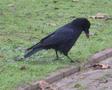 Carrion Crow