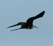 Magnificent Frigatebird