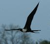 Magnificent Frigatebird