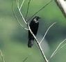 Giant Cowbird