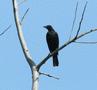 Giant Cowbird