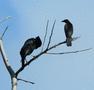 Giant Cowbird