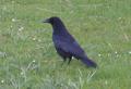 Carrion Crow