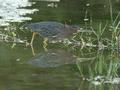 Green Heron