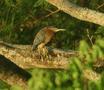 Green Heron