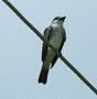 Grey Kingbird