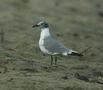 Laughing Gull