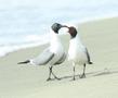 Laughing Gull