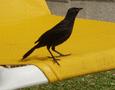 Carib Grackle