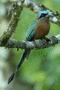 Blue-crowned Motmot