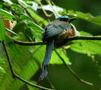 Blue-crowned Motmot