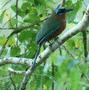 Blue-crowned Motmot