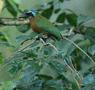 Blue-crowned Motmot