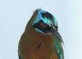 Blue-crowned Motmot