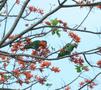 Orange-winged Amazon