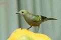 Palm Tanager