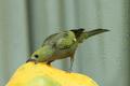 Palm Tanager