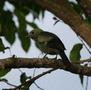 Palm Tanager