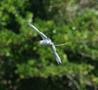 Red-billed Tropicbird