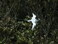 Red-billed Tropicbird