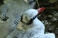 Red-billed Tropicbird