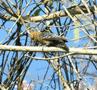 Red-crowned Woodpecker