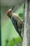 Red-crowned Woodpecker