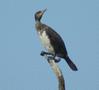 Great Cormorant