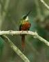 Rufous-tailed Jacamar