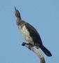 Great Cormorant