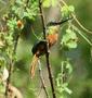 Rufous-tailed Jacamar